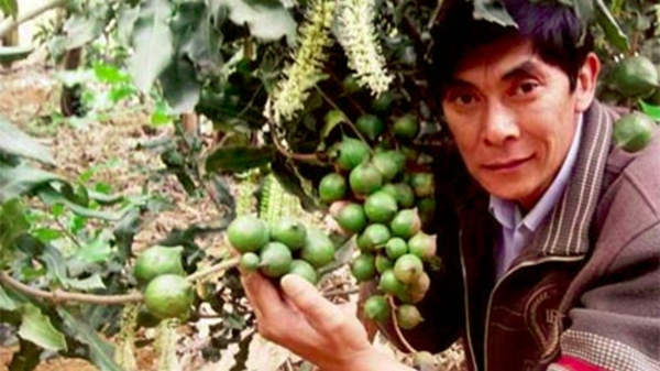 Phát triển mắc-ca: “Không chỉ bàn, mà làm luôn!”