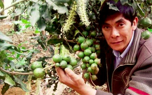 Một hộ nông dân trồng mắc-ca tại Lâm Đồng - Ảnh: Báo Lâm Đồng.<br>