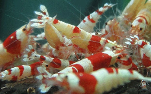 Một trong những loại tép cảnh đắt hàng của Tép cảnh Phúc Đài Loan.<br>