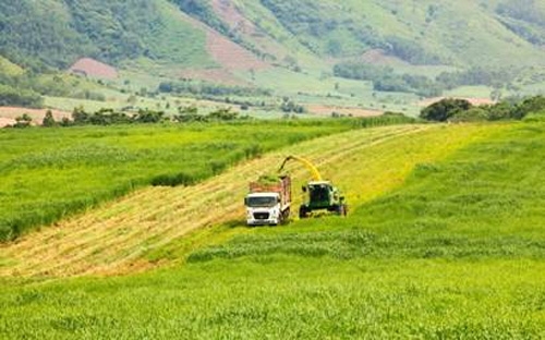 Cánh đồng nguyên liệu tại trang trại TH, Nghĩa Đàn, Nghệ An.<br>
