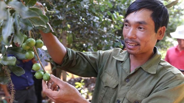 11 năm thí điểm mắc-ca: “Phải nói là ơn Bộ”