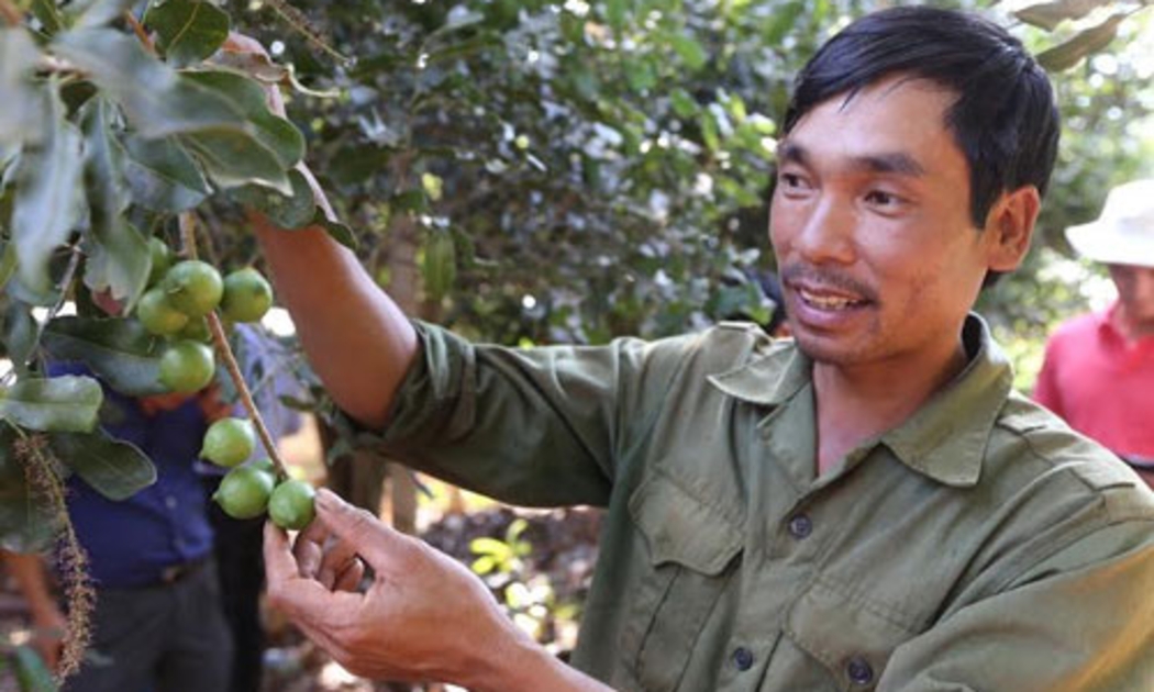 Ông Đinh Kim Thu trong vườn cây mắc-ca của gia đình - Ảnh: Quang Phúc.