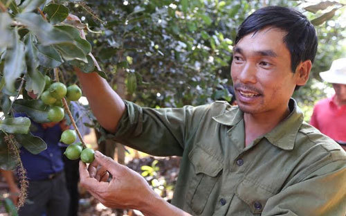 Ông Đinh Kim Thu trong vườn cây mắc-ca của gia đình - Ảnh: Quang Phúc.<br>