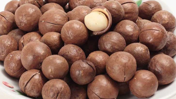 Mắc-ca âm thầm vào Tây Nguyên: Đã đến lúc “làm ăn lớn”?