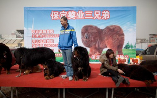 Chó ngao Tây Tạng - loài chó trước kia thường được nuôi ở vùng Tây Tạng 
để canh giữ gia súc và nổi tiếng bởi sự trung thành - có thể nặng tới 80
 kg mỗi con.<br>