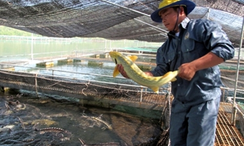 Cá tầm Trung Quốc được “độc quyền” tại Việt Nam?