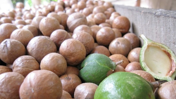 “Tây Nguyên thuộc số ít nơi trên thế giới trồng tốt mắc-ca”