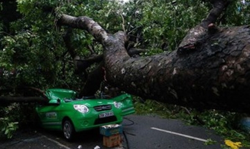 Hà Nội “trả nợ” báo chí 21 câu hỏi về đề án thay cây