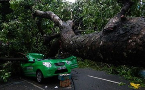 Một cây xà cừ - loại cây có rễ chùm, nông - bị đổ, đè bẹp xe taxi tại Hà Nội sau mưa lớn, hồi tháng 8/2012. Từ tháng 11/2014 đến đầu năm 2015, Hà Nội đã và đang triển khai việc 
cải tạo, thay thế cây xanh trên 8 tuyến phố.