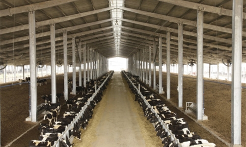 Dự án nông nghiệp vay nghìn tỷ: Nhà băng nào dám mở hầu bao?