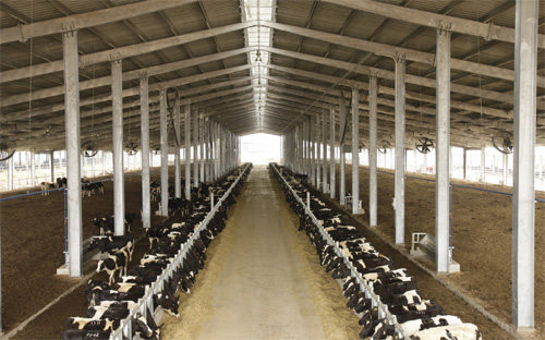 Một trang trại nuôi bò sữa của tập đoàn TH tại Nghệ An. Mãi sau gần 5 năm “lên bờ xuống ruộng” vì thiếu tiền, đến nay dự án 
này mới được các bộ ngành, đặc biệt là Ngân hàng Nhà nước để mắt tới. 