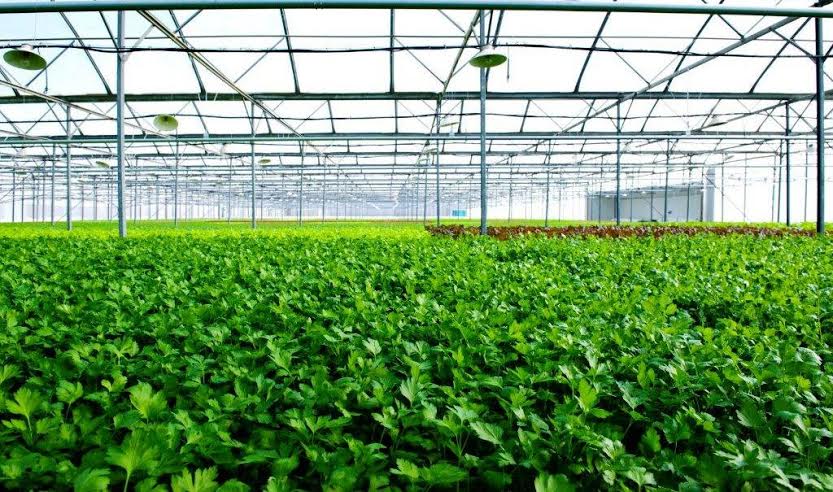 Với quy mô 24,5 ha, nằm trên địa bàn 3 huyện của tỉnh Vĩnh Phúc, nhà kính VinEco Tam Đảo sử dụng công nghệ nhà kính nổi tiếng của Teshuva Agricultural Projects (TAP, Israel). <br>