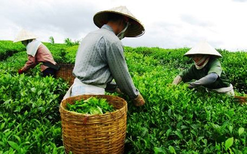 Tỷ lệ hộ nghèo cả nước giảm từ 11,76% năm 2011 xuống còn khoảng 6% năm 2014, từ năm 2011 đến 2013 đã có gần 800 nghìn hộ thoát nghèo.