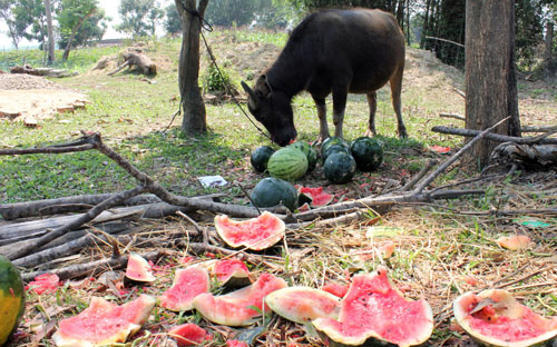 <span style="text-align: left;" dir="ltr" class="irc_su">Dưa hấu ế, nông dân Quảng Ngãi đành để cho trâu, bò ăn - Ảnh: NLĐ.<br></span>