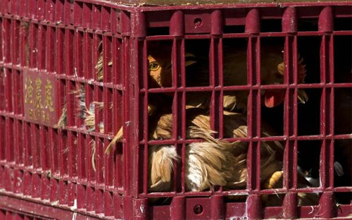 Tất cả gia cầm và sản phẩm liên quan đến gia cầm xuất phát từ Mỹ cập cảng Trung Quốc sau ngày 8/1 sẽ bị trả lại hoặc tiêu hủy - Ảnh: Reuters.<br>