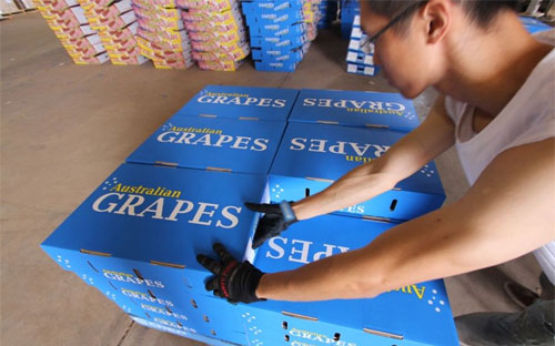 Nho Australia được đóng gói để xuất khẩu - Ảnh: ABC.<br>