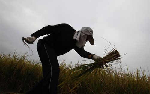 Theo thống kê từ Bộ Tài nguyên Trung Quốc, diện tích ruộng đất canh tác 
nước này đã sụt giảm 6,2% trong giai đoạn từ năm 1997 đến năm 2008 - Ảnh: Reuters.<br>