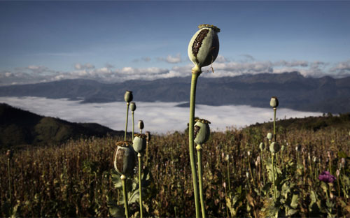 Một ruộng trồng anh túc ở Bang Laem, Myanmar - Ảnh: NYT.<br>