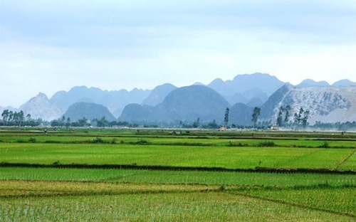 Chủ trương của Chính phủ là quyết giữ 3,8 triệu ha đất lúa hiện nay.<br>