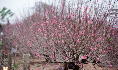 Hà Nội nghiêm cấm tặng quà Tết lãnh đạo