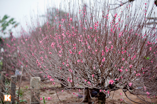 Lãnh đạo thành phố đề nghị và nghiêm cấm mọi hình thức tặng quà Tết cho 
cấp trên; không được sử dụng tiền, phương tiện, tài sản công trái quy 
định vào các hoạt động trong dịp Tết.