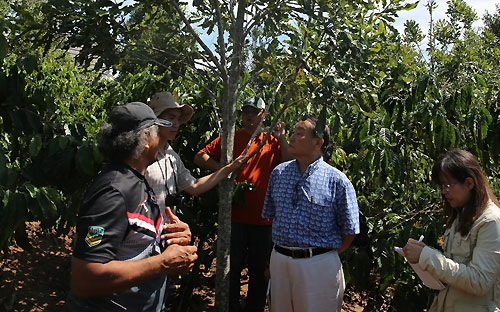Đoàn chuyên gia thăm vườn mắc-ca 5 năm tuổi, trồng xen với cà phê và sầu riêng tại xã Ninh Trường (Đức Trọng, Lâm Đồng) - Ảnh: Việt Hưng.<br>