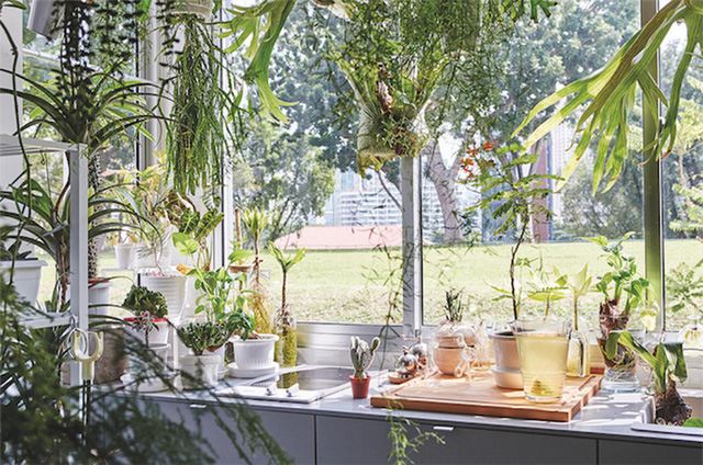 10 ý tưởng đưa cây vào trong nhà - Ảnh 3.