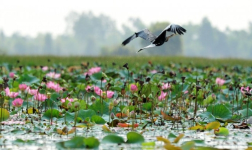 Những đặc sản dân dã mà khó quên của đất 