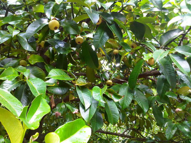 Về Bình Dương ăn gỏi gà măng cụt - Ảnh 4.