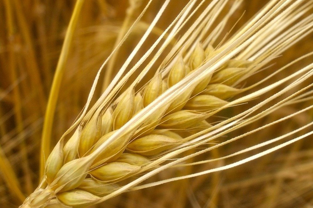 10 lợi ích sức khỏe của nước lúa mạch - Ảnh 1.