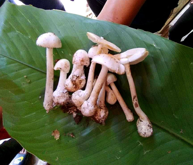 Cả gia đình cùng nhập viện sau bữa ăn trưa với nấm - Ảnh 1.