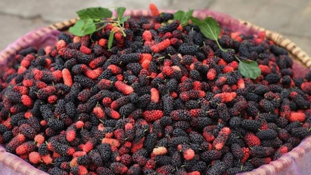 Nhộn nhịp những gánh hàng bán quả đặc sản - Ảnh 3.