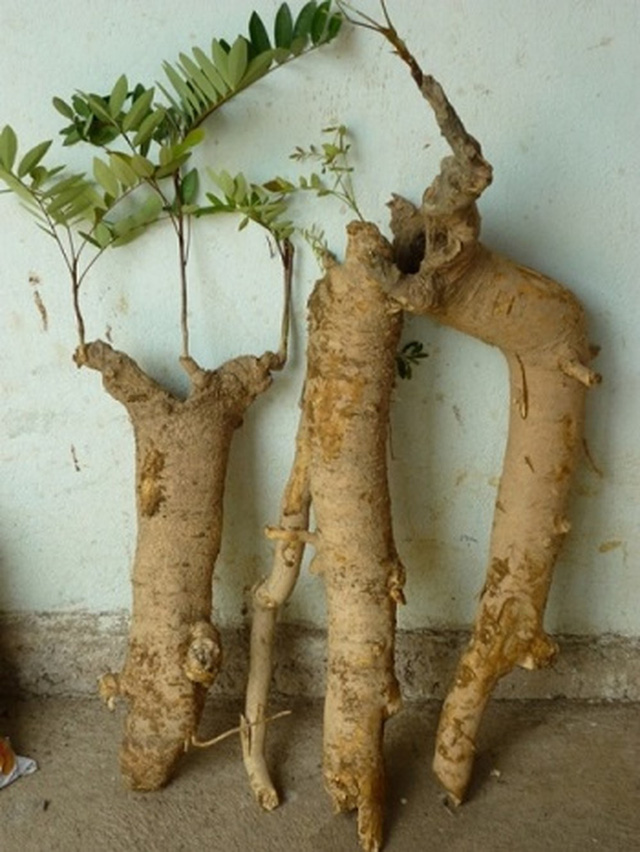 Thực hư tác dụng chữa bệnh của mật nhân - Ảnh 3.