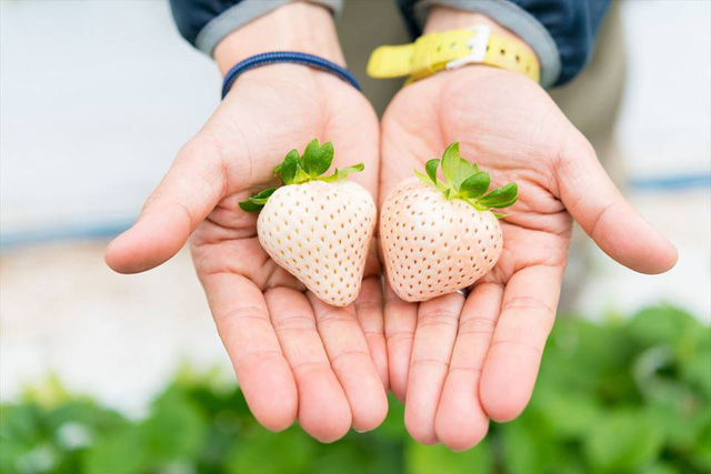 Vì sao bạn nên ăn dâu tây trắng? - Ảnh 3.