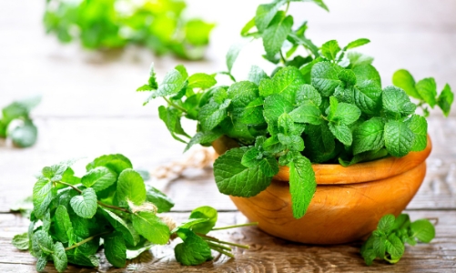 5 lợi ích sức khỏe của lá bạc hà