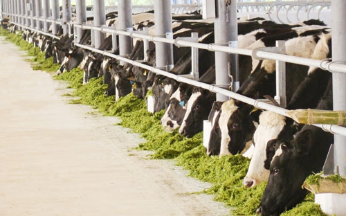 Vinamilk vào top 100 doanh nghiệp hàng đầu ASEAN 1