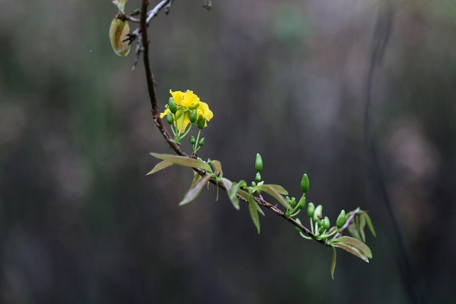 Yên Tử: mai vàng đã nở - Ảnh 6.
