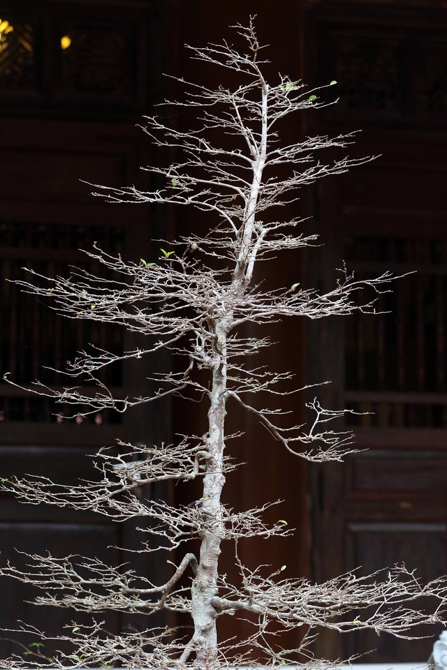 Yên Tử: mai vàng đã nở - Ảnh 1.