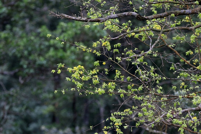 Yên Tử: mai vàng đã nở - Ảnh 2.