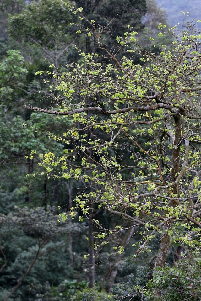 Yên Tử: mai vàng đã nở - Ảnh 3.