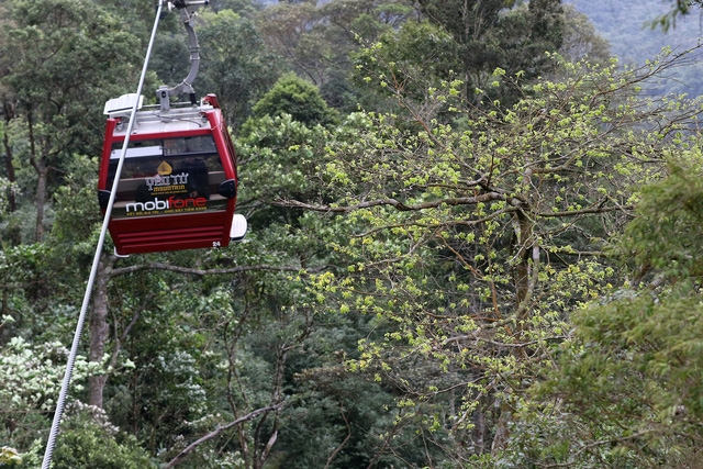 Yên Tử: mai vàng đã nở - Ảnh 4.