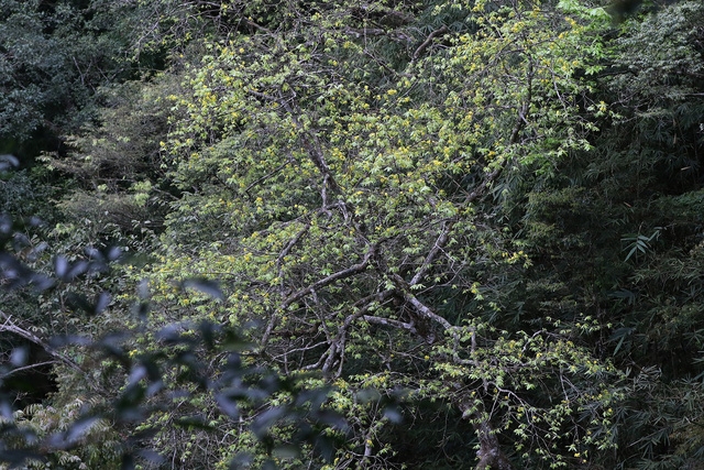 Yên Tử: mai vàng đã nở - Ảnh 5.