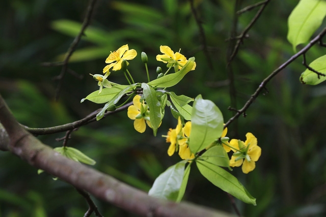 Yên Tử: mai vàng đã nở - Ảnh 8.