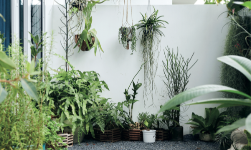 5 ban công đầy cây xanh đáng để tham khảo