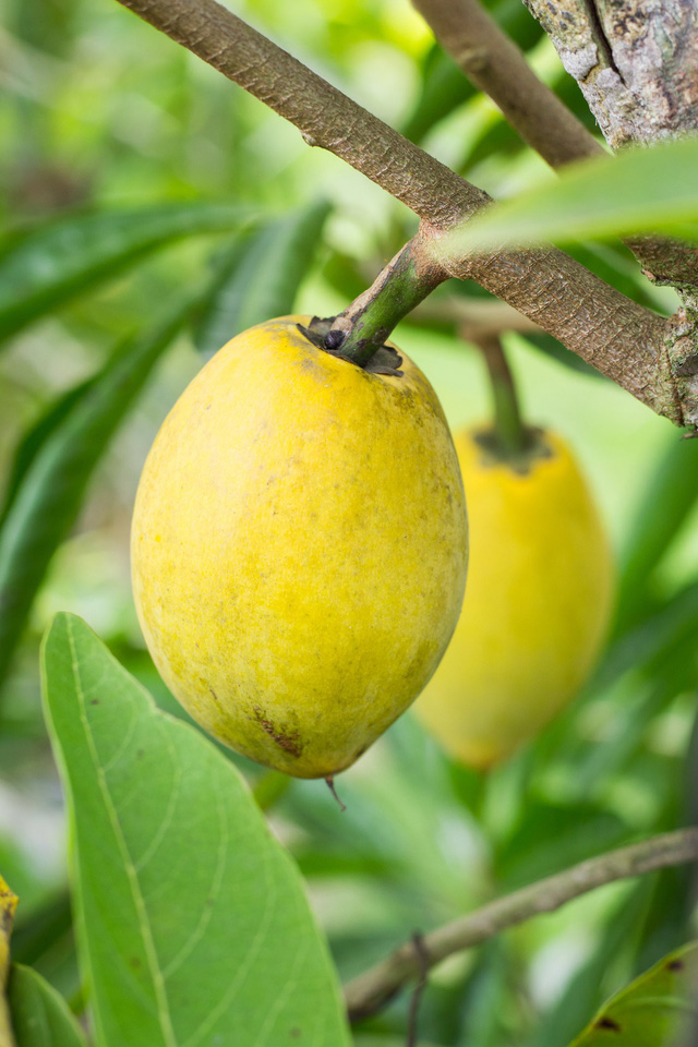 Lêkima – trái cây quý bị lãng quên - Ảnh 3.