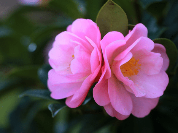 Những cây hoa có thể trồng trong nhà vào mùa đông - Ảnh 2.