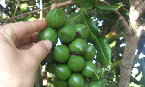 Bộ Nông nghiệp ủng hộ các đề xuất phát triển mắc-ca