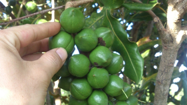 Bộ Nông nghiệp ủng hộ các đề xuất phát triển mắc-ca