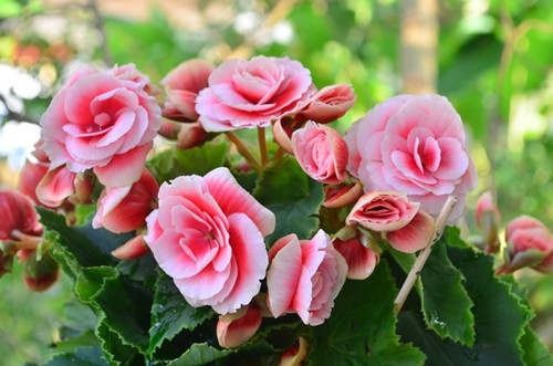 Tết này, bạn cắm hoa gì để mang lại may mắn, phúc lộc? - Ảnh 26.