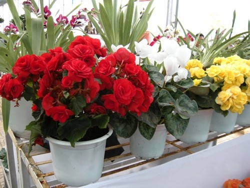 Tết này, bạn cắm hoa gì để mang lại may mắn, phúc lộc? - Ảnh 27.